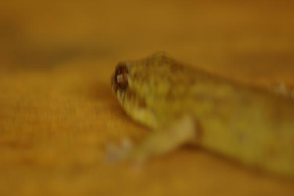 Golden Fish-scaled Gecko (Geckolepis maculata)