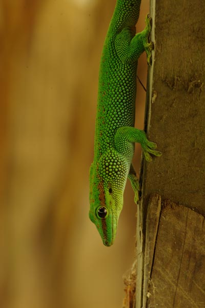 Madagascar Day Gecko (Phelsuma madagascariensis)