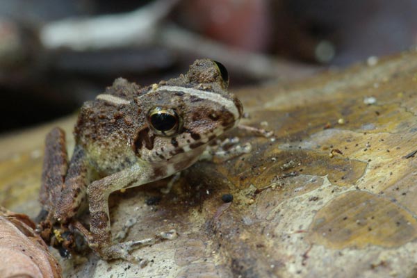 Boulenger’s Madagascar Frog (Gephyromantis boulengeri)