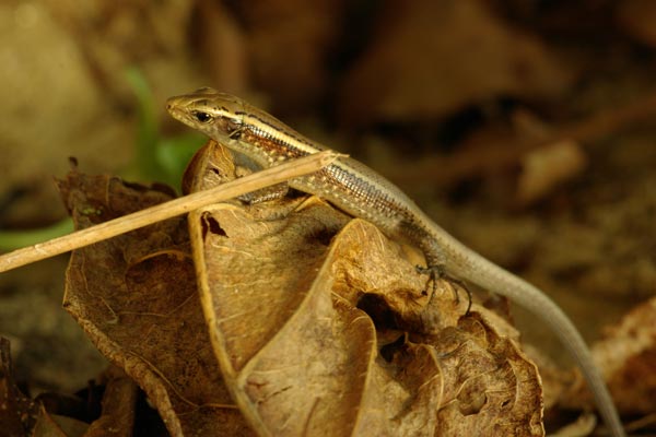 Madagascar Girdled Lizard (Zonosaurus madagascariensis madagascariensis)