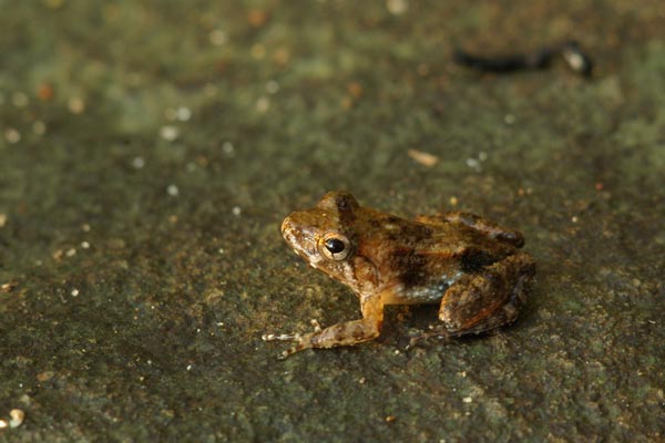 no known English name (Mantidactylus jonasi)