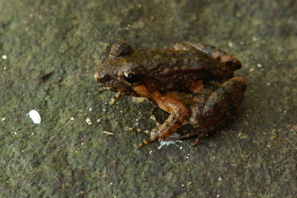 undescribed species (Mantidactylus cf. betsileanus)