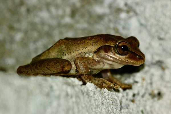 Dumeril’s Bright-eyed Frog (Boophis tephraeomystax)