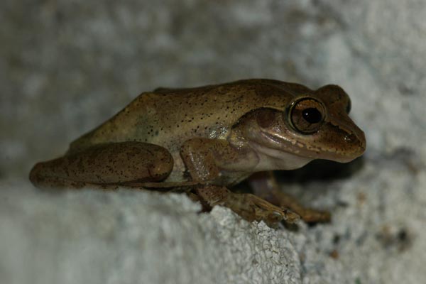 Dumeril’s Bright-eyed Frog (Boophis tephraeomystax)