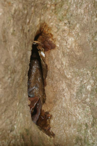 Mahanoro Digging Frog (Plethodontohyla notosticta)