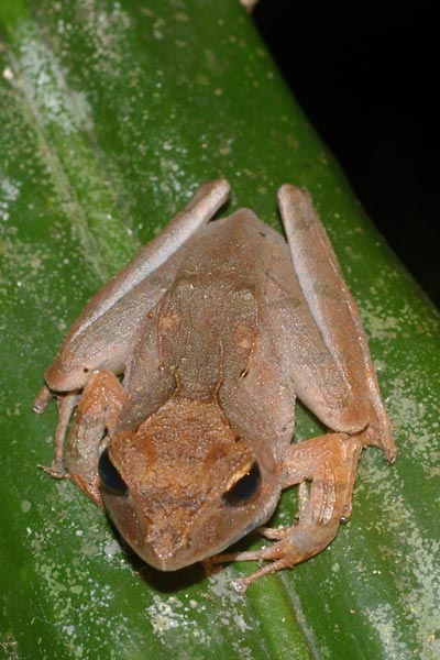 White Madagascar Frog (Gephyromantis luteus)