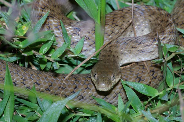 Malagasy Cat-eyed Snake (Madagascarophis colubrinus)
