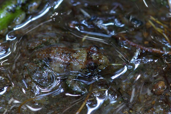 unidentified species (Mantidactylus sp)