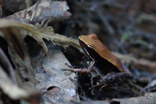 Eastern Madagascar Frog (Mantidactylus albofrenatus)