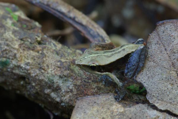  Northern Mantella (Mantella ebenaui)