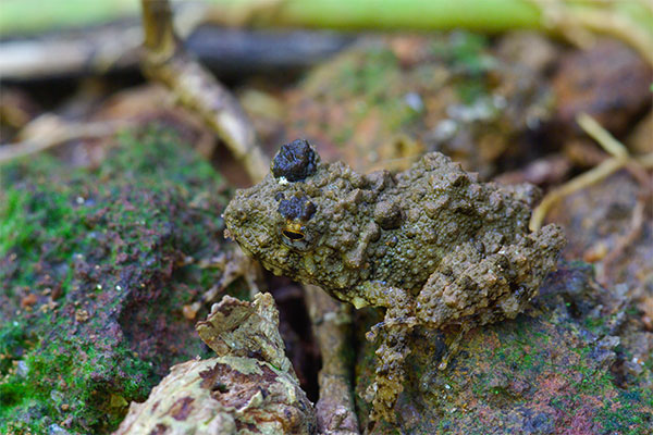 no known English name (Gephyromantis oelkrugi)