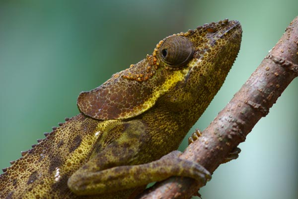 Hooded Chameleon (Calumma cucullatum)