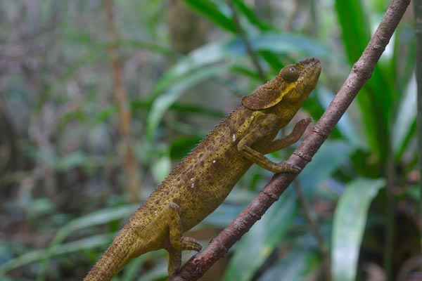 Hooded Chameleon (Calumma cucullatum)