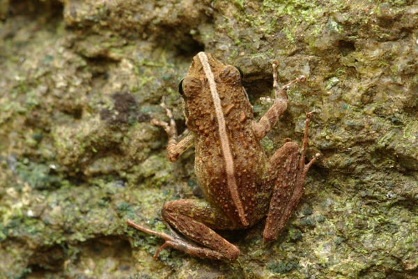 Boulenger’s Madagascar Frog (Gephyromantis boulengeri)