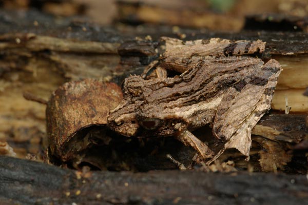 Montagne d’Ambre Madagascar Frog (Gephyromantis ambohitra)