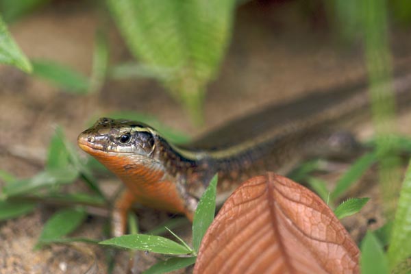 Madagascar Girdled Lizard (Zonosaurus madagascariensis madagascariensis)