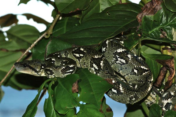 Madagascar Tree Boa