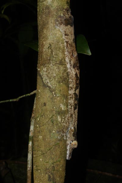 Common Leaf-tailed Gecko (Uroplatus fimbriatus)