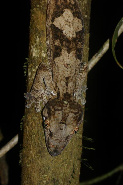 Common Leaf-tailed Gecko (Uroplatus fimbriatus)