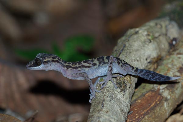 Graceful Madagascar Ground Gecko (Paroedura gracilis)