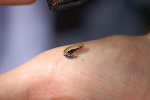 Northern Mantella (Mantella ebenaui)