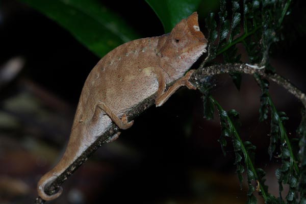 Horned Leaf Chameleon (Brookesia superciliaris)