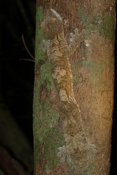 Common Leaf-tailed Gecko (Uroplatus fimbriatus)