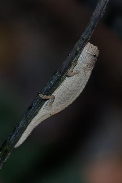 Antongil Leaf Chameleon (Brookesia peyrierasi)