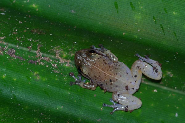 Ambatoharanana Whistling Frog (Cophyla tuberifera)