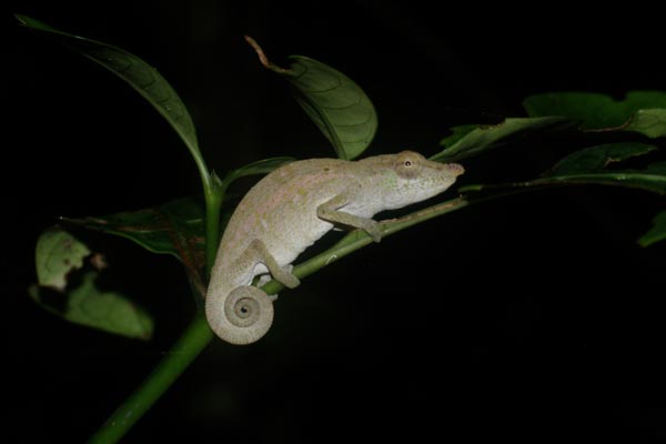 Ambatond’Radama Nosed Chameleon (Calumma radamanus)