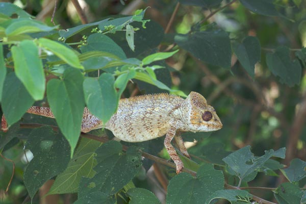 Oustalet’s Chameleon (Furcifer oustaleti)