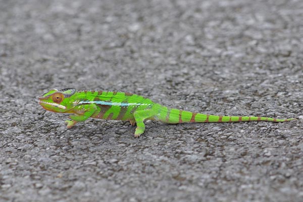 Panther Chameleon (Furcifer pardalis)