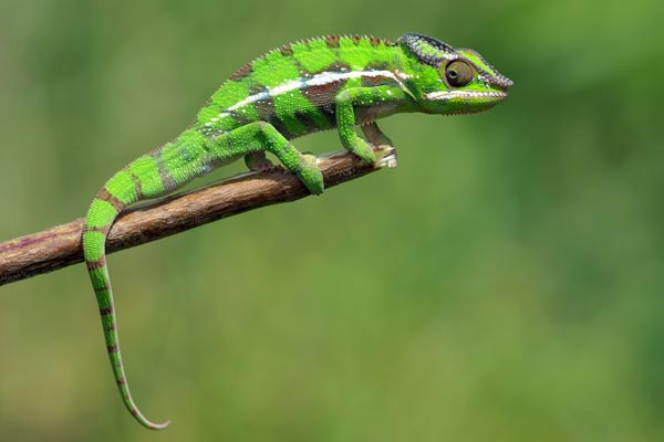 Panther Chameleon (Furcifer pardalis)