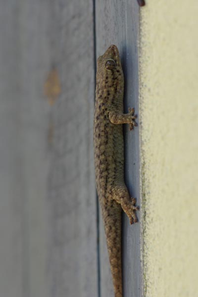 Golden Fish-scaled Gecko (Geckolepis maculata)