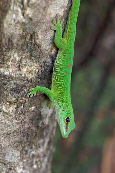 Giant Madagascar Day Gecko (Phelsuma grandis)