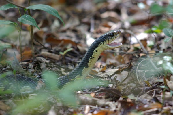 Madagascar Hog-nosed Snake (Leioheterodon madagascariensis)