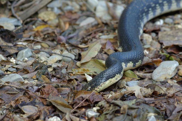Madagascar Hog-nosed Snake (Leioheterodon madagascariensis)