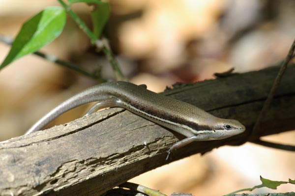 Gravenhorst’s Mabuya (Trachylepis gravenhorstii)