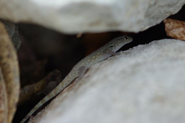 Ambilobe Dwarf Gecko (Lygodactylus expectatus)
