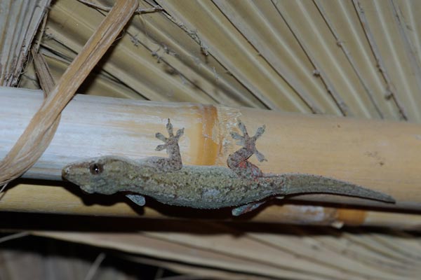 Common House Gecko (Hemidactylus frenatus)