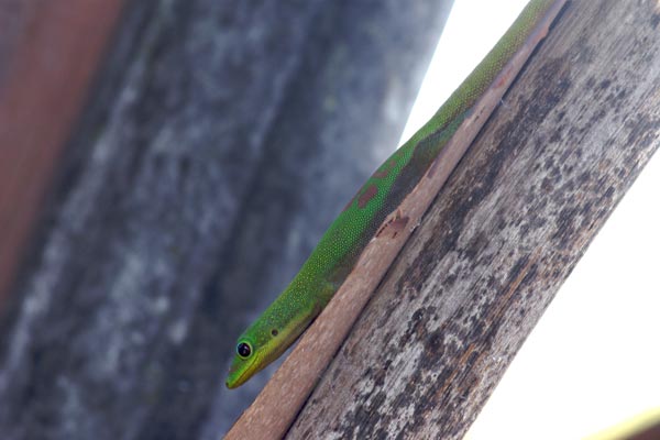 Gold Dust Day Gecko (Phelsuma laticauda laticauda)