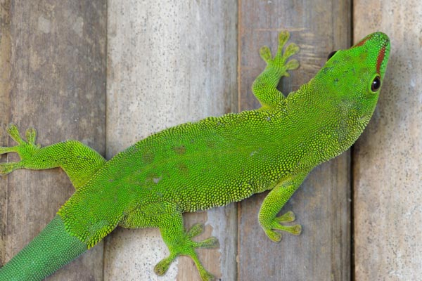 Giant Madagascar Day Gecko (Phelsuma grandis)