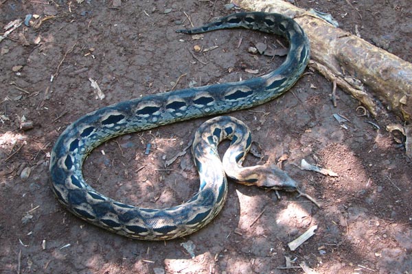 Madagascar Ground Boa (Acrantophis madagascariensis)