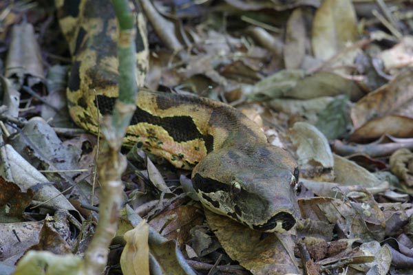 Madagascar Ground Boa (Acrantophis madagascariensis)