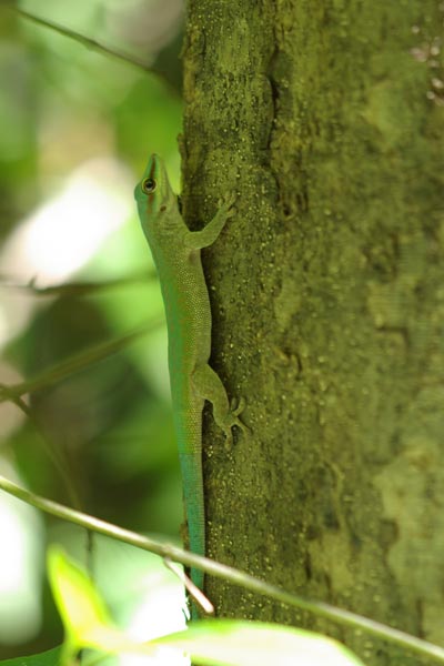 Northwestern Day Gecko (Phelsuma abbotti chekei)