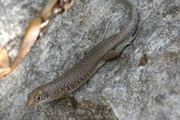 Tsingy Girdled Lizard (Zonosaurus tsingy)