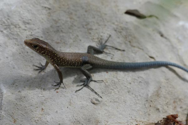 Tsingy Girdled Lizard (Zonosaurus tsingy)