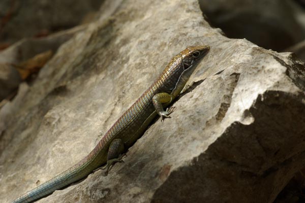 Tsingy Girdled Lizard (Zonosaurus tsingy)