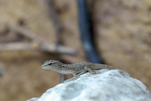 Ambilobe Dwarf Gecko (Lygodactylus expectatus)