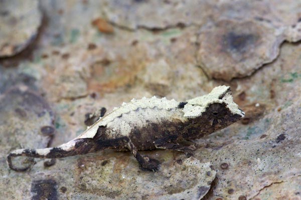 Plated Leaf Chameleon (Brookesia stumpffi)